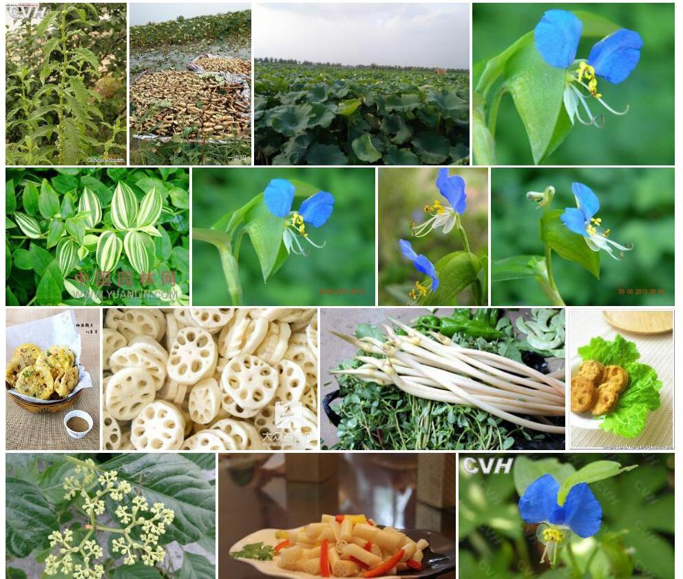 地地藕照片和图片/