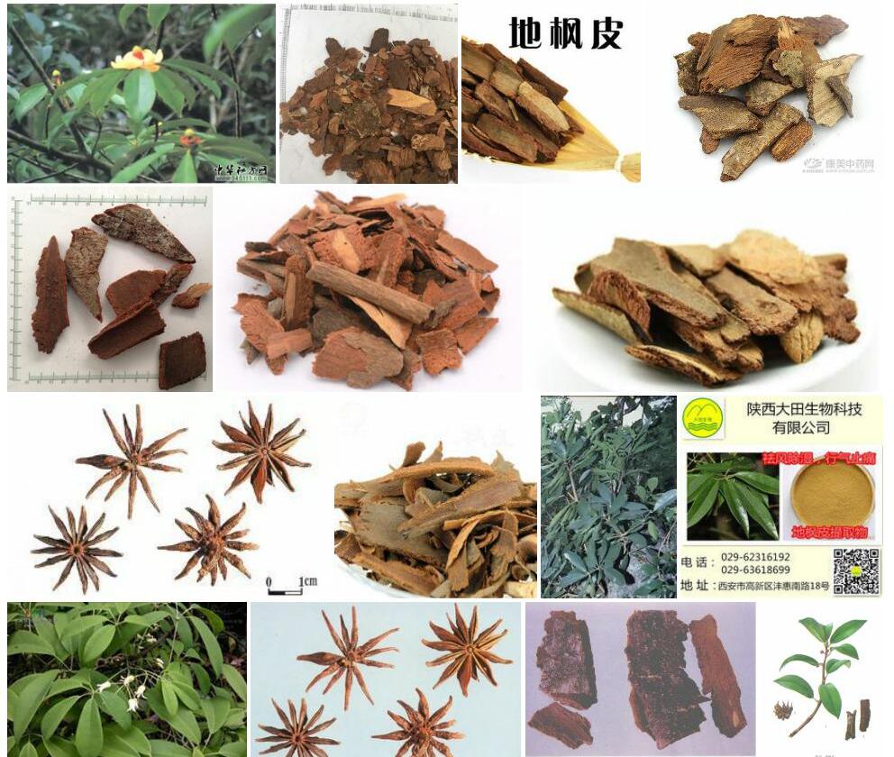 地枫皮照片和图片/