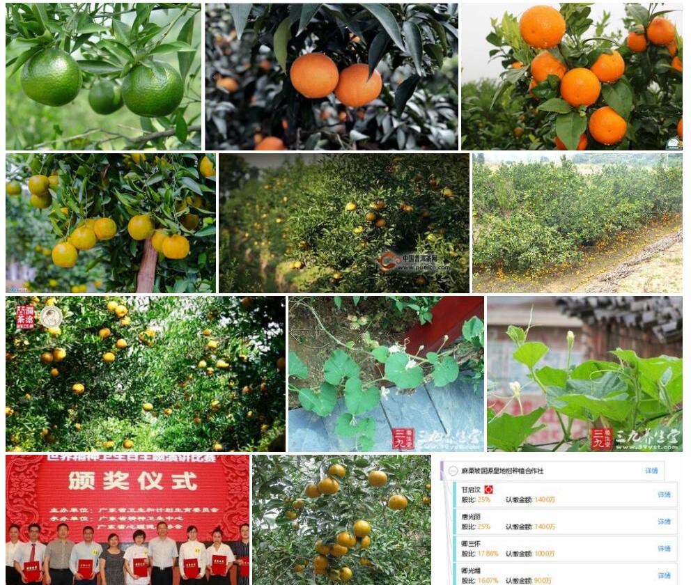 地柑照片和图片/