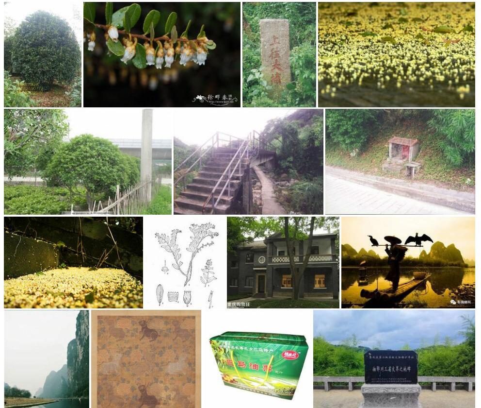 地桂照片和图片/