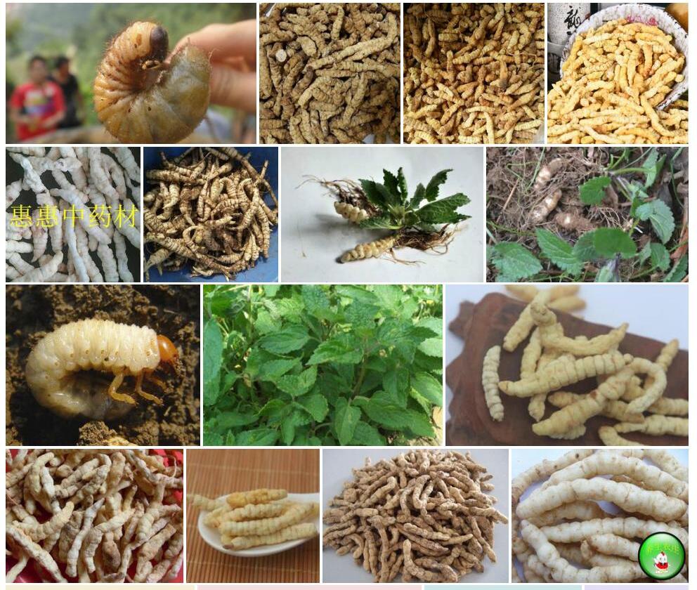 地蚕照片和图片/
