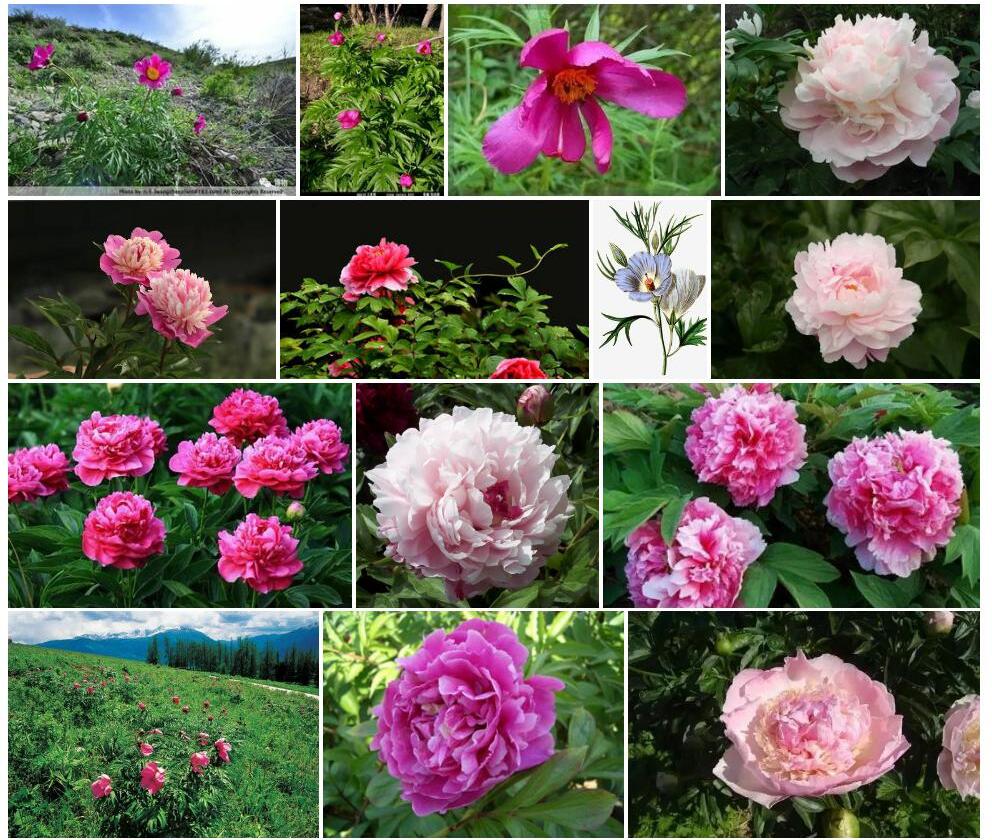 块根芍药照片和图片/