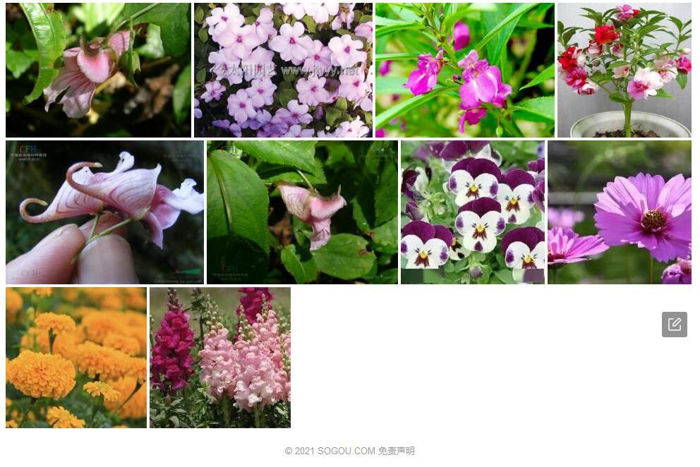 块节凤仙花照片和图片/