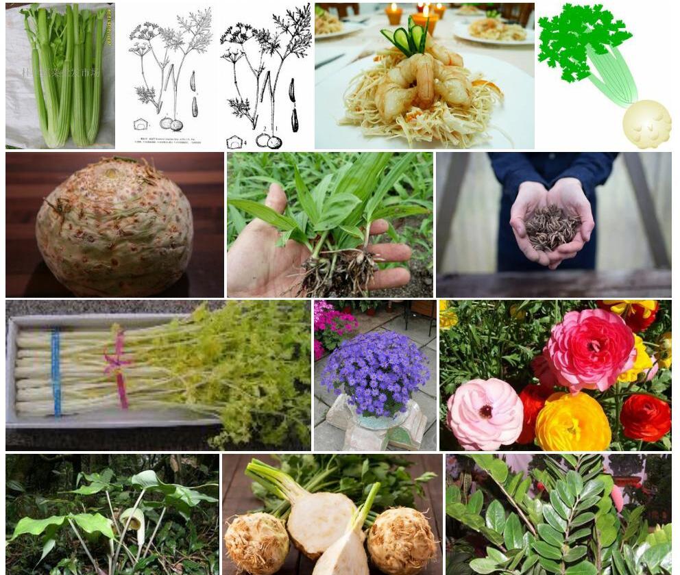 块茎芹照片和图片/