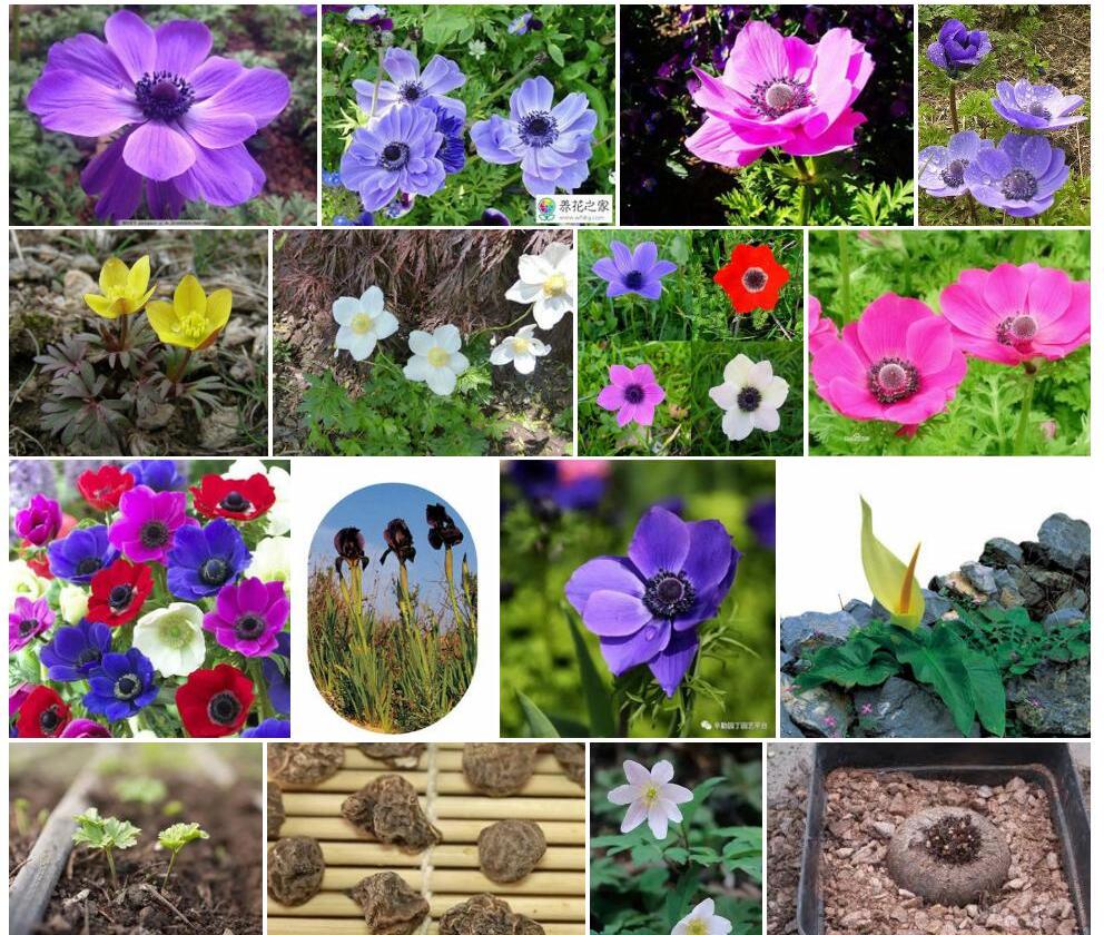 块茎银莲花照片和图片/