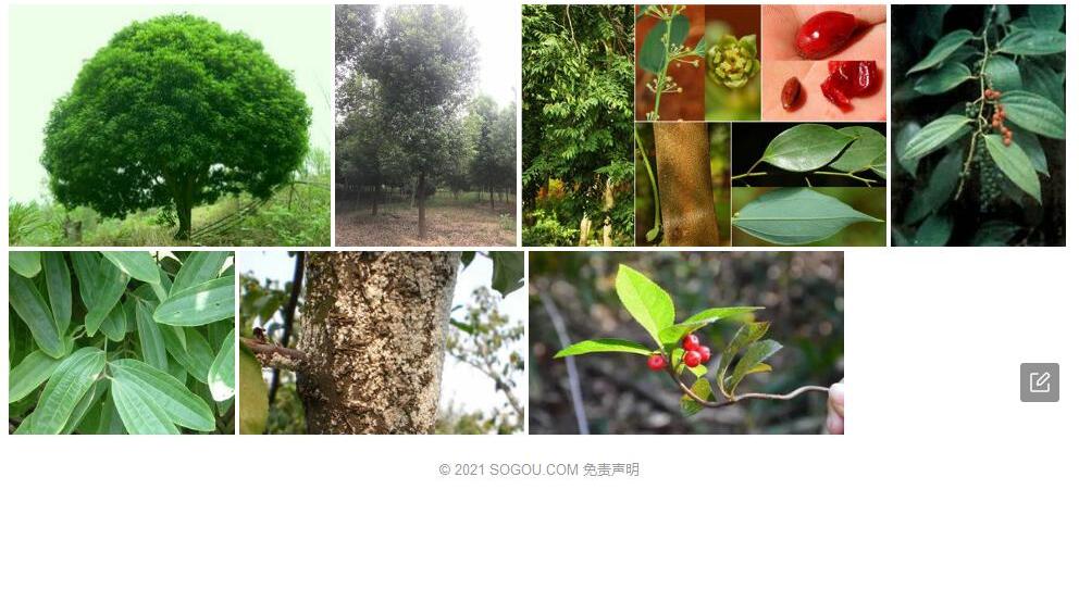 坚叶樟照片和图片/