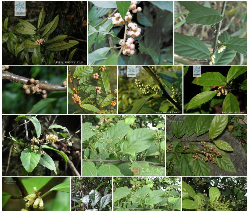 坚髓杜茎山照片和图片/
