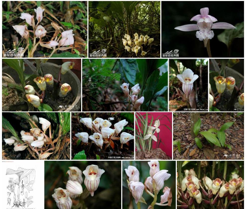 坛花兰照片和图片/