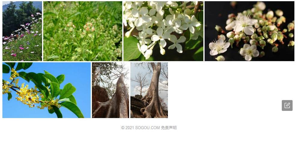 坛花木犀照片和图片/