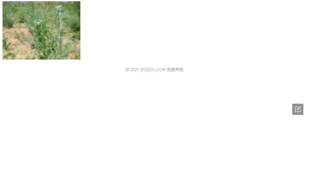 垂叶蒿照片和图片/