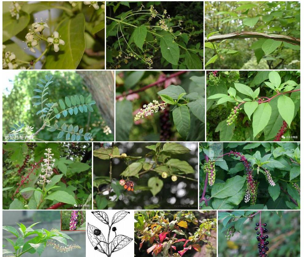 垂序卫矛照片和图片/