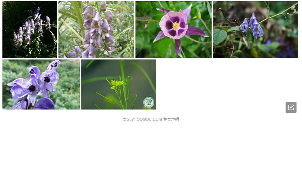 垂果乌头照片和图片/