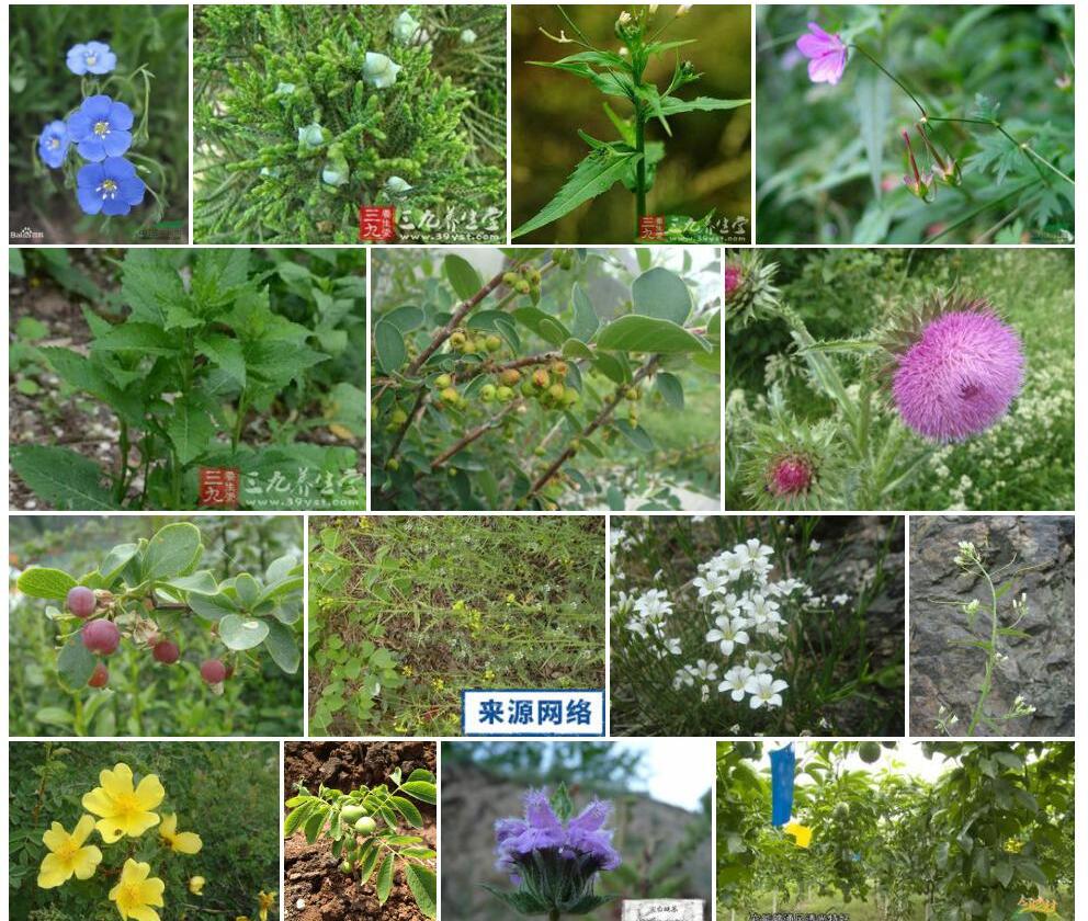 垂果亚麻照片和图片/