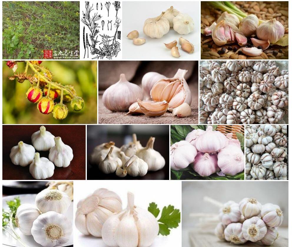 垂果大蒜芥照片和图片/