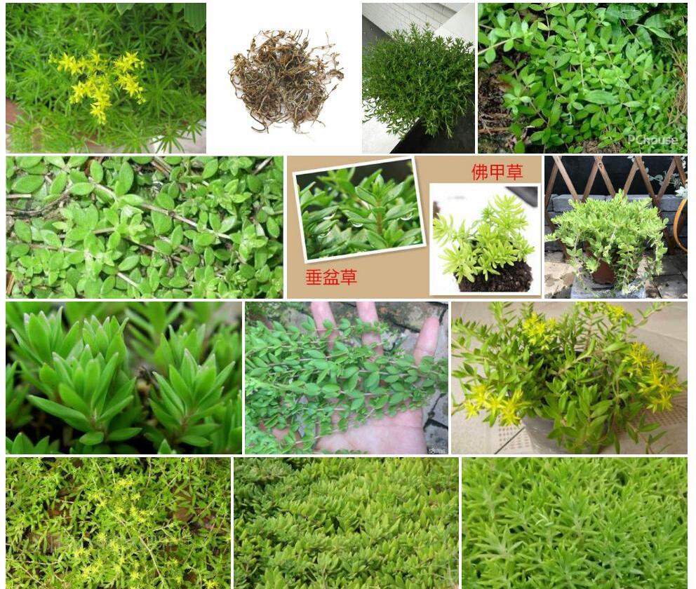 垂盆草照片和图片/