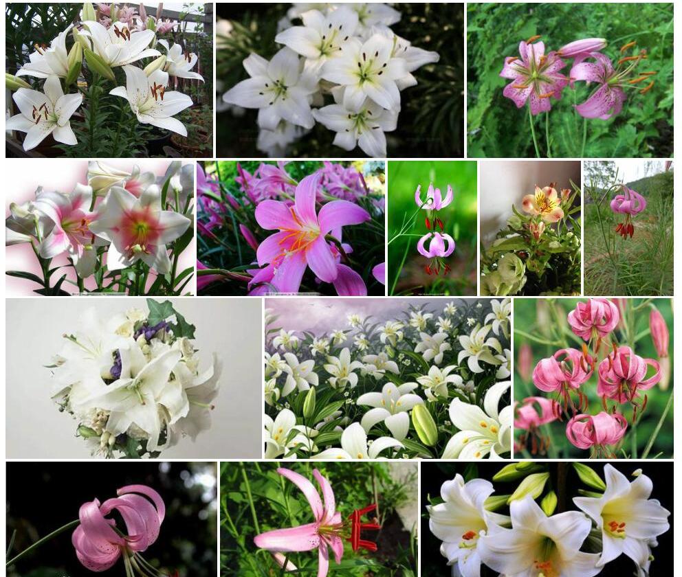 垂花百合照片和图片/