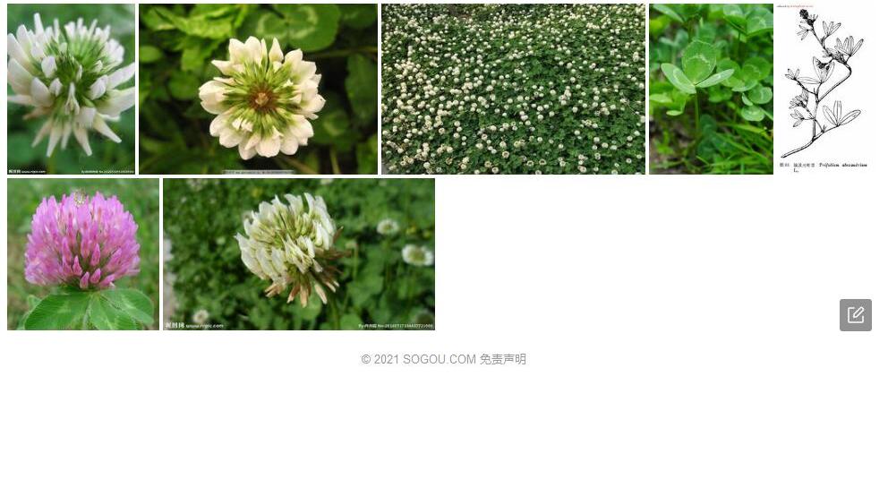 埃及车轴草照片和图片/