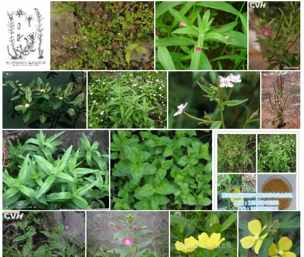 埋鳞柳叶菜照片和图片/