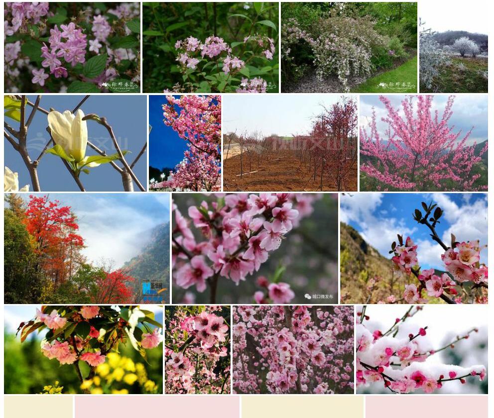 城口山梅花照片和图片/