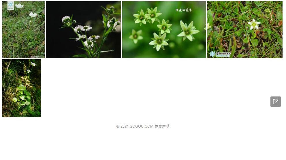 城口梅花草照片和图片/