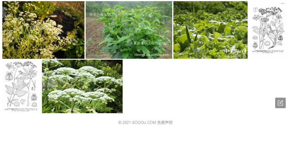 城口茴芹照片和图片/