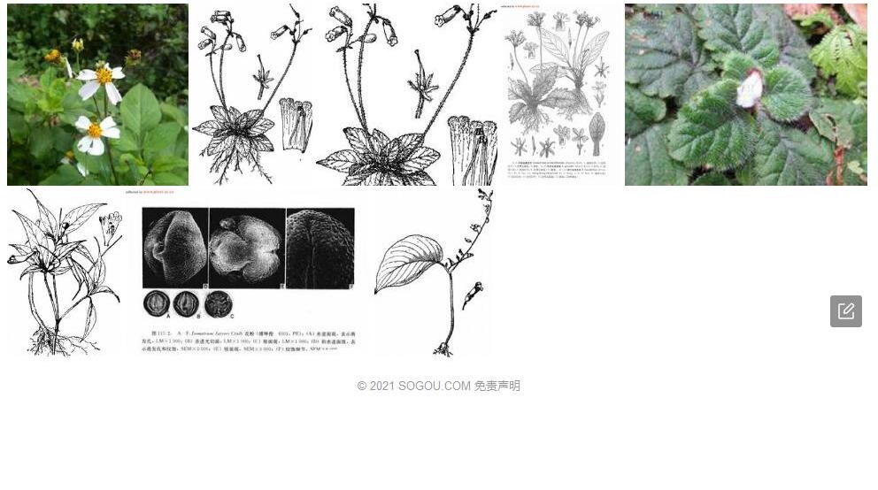 城口金盏苣苔照片和图片/