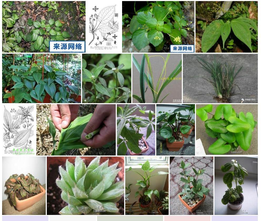 基心叶冷水花照片和图片/