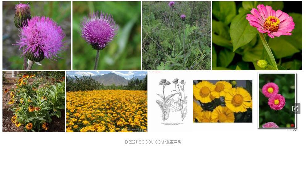 堆心蓟照片和图片/