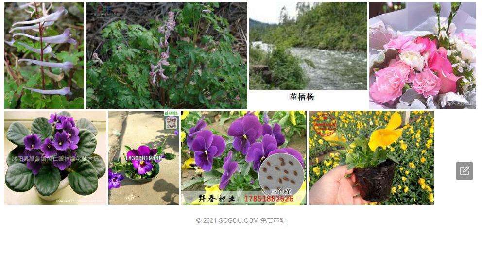 堇柄杨照片和图片/