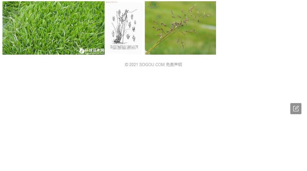 堇色早熟禾照片和图片/