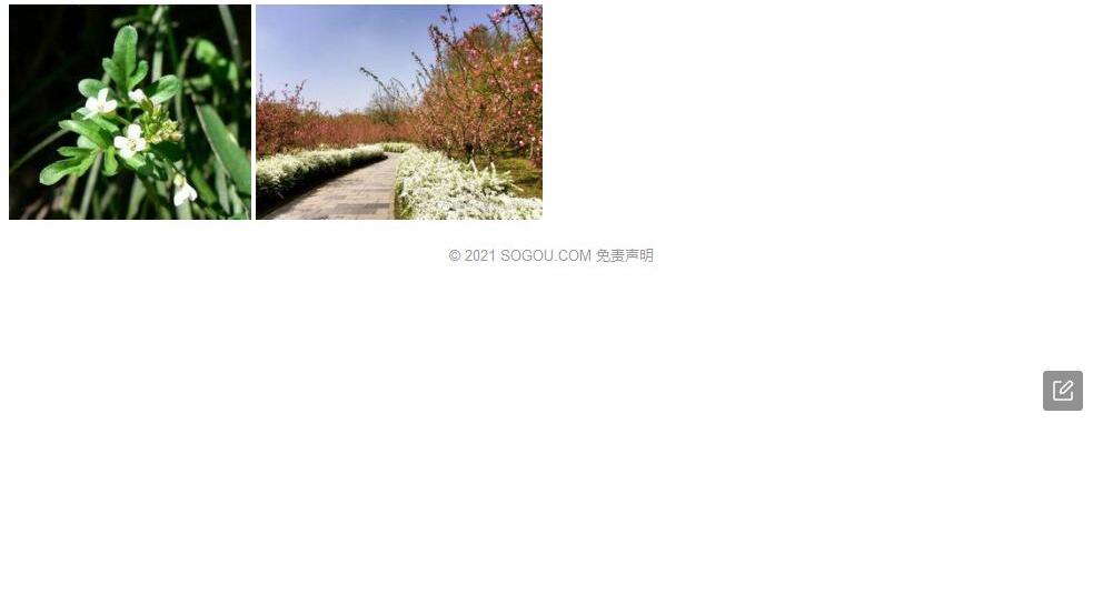 堇色碎米荠照片和图片/