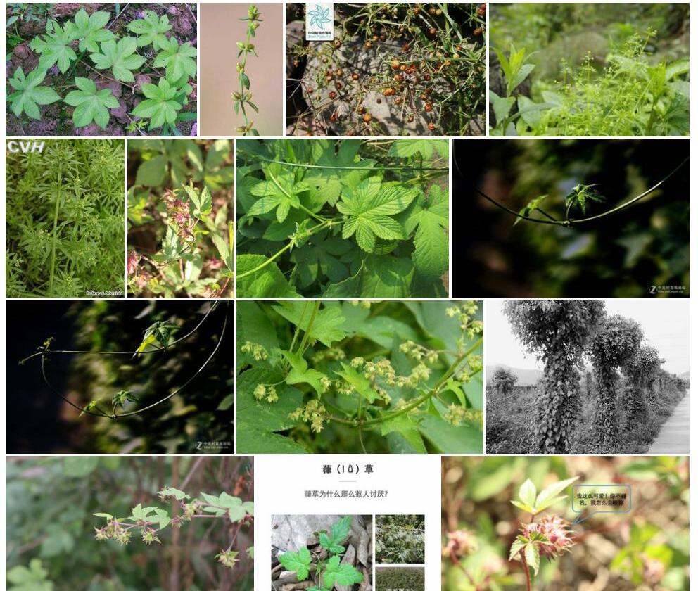 堪察加拉拉藤照片和图片/