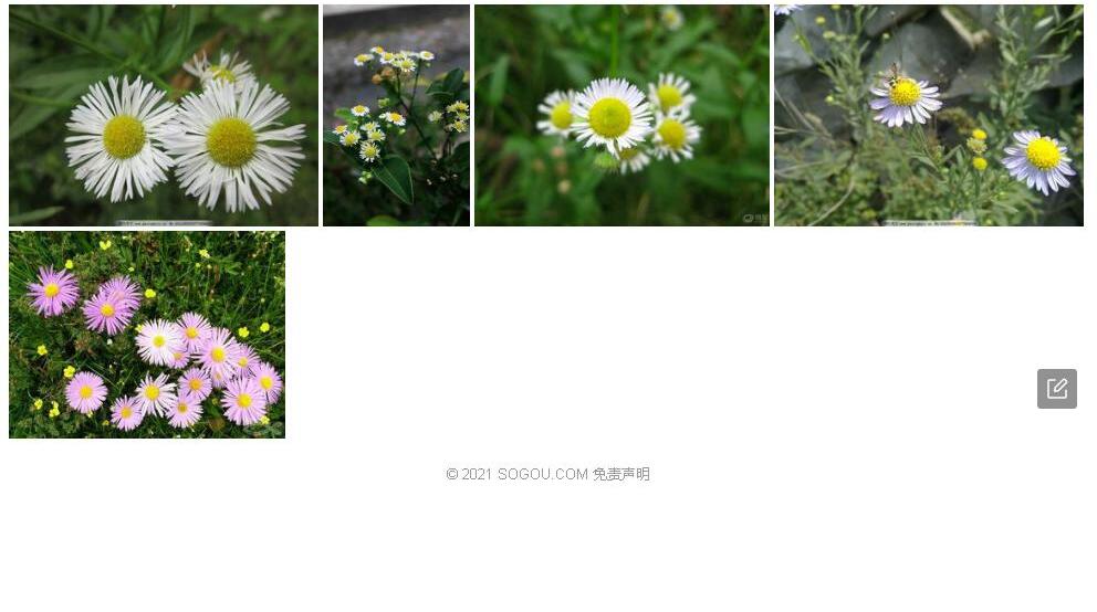 堪察加飞蓬照片和图片/