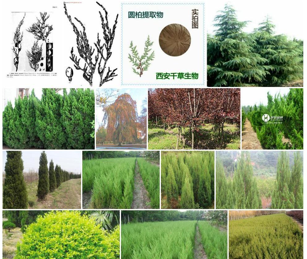 塔枝圆柏照片和图片/
