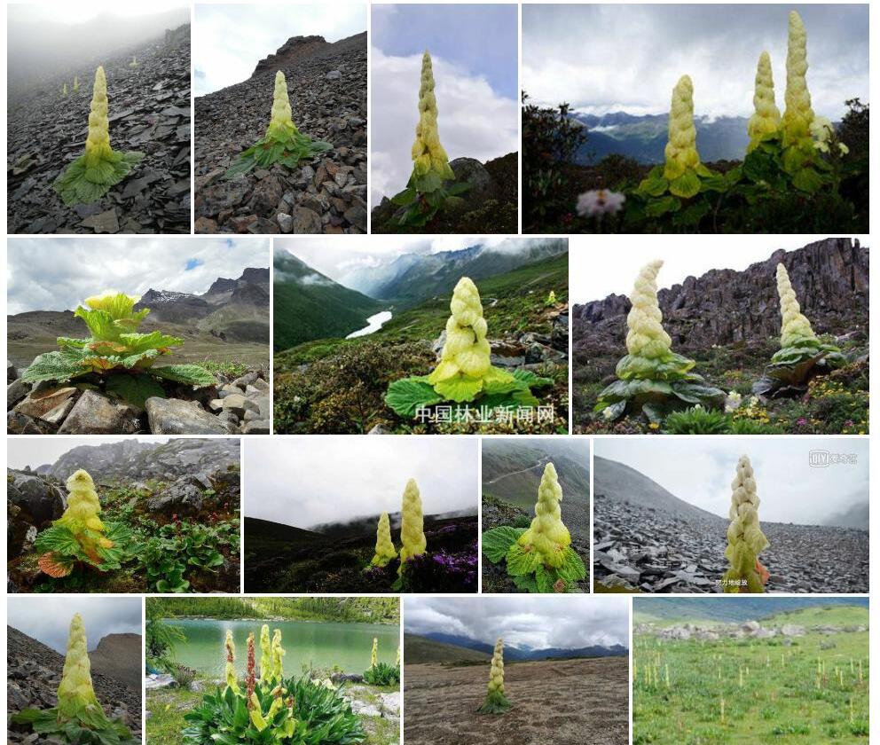 塔黄照片和图片/