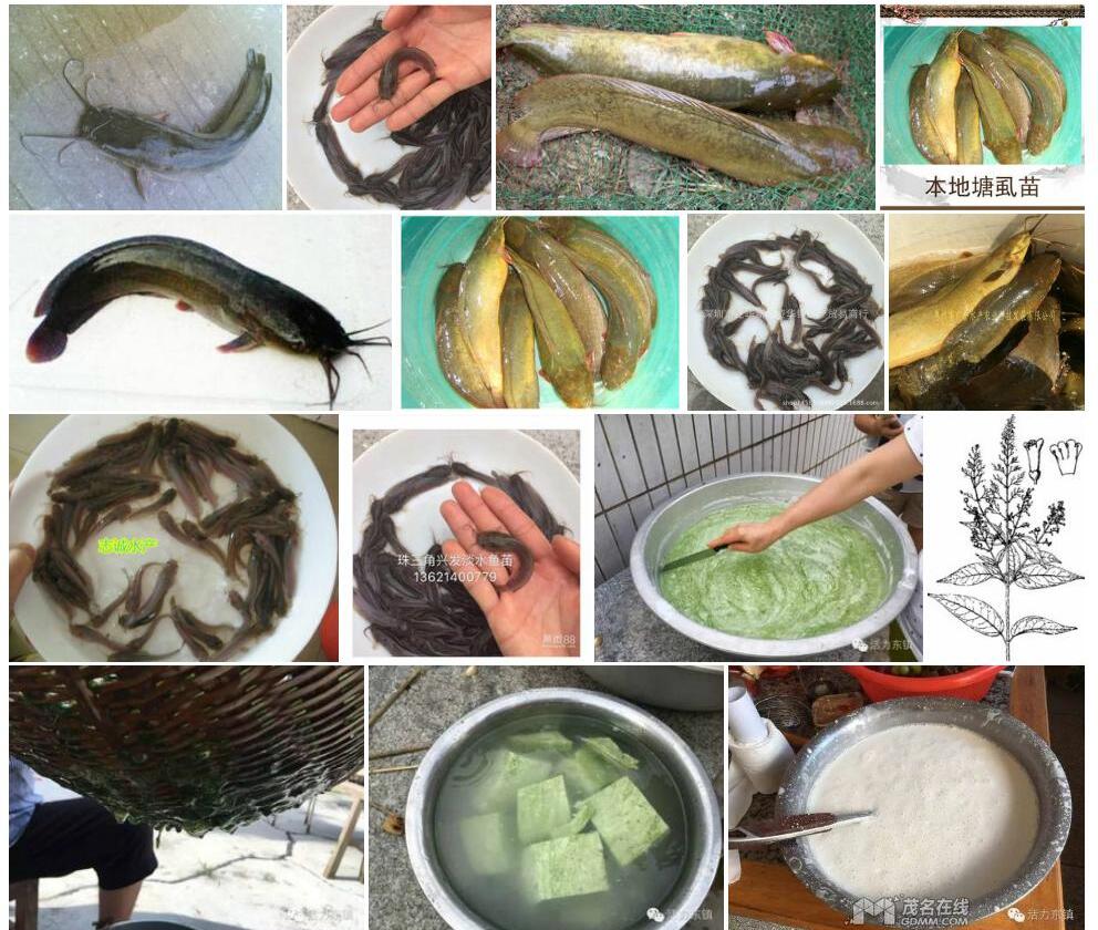 塘虱角照片和图片/