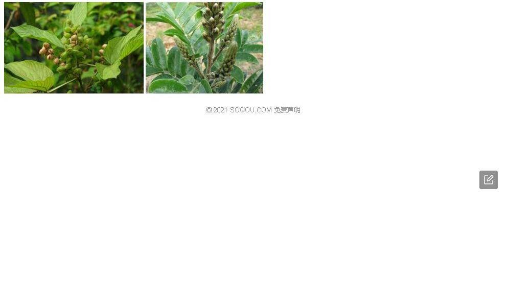 墨江千斤拔照片和图片/