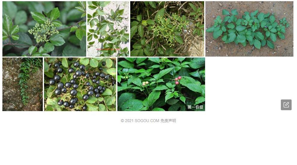 墨脱乌蔹莓照片和图片/