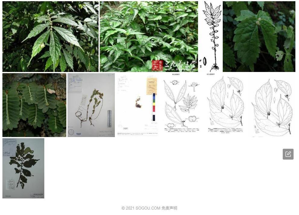 墨脱楼梯草照片和图片/