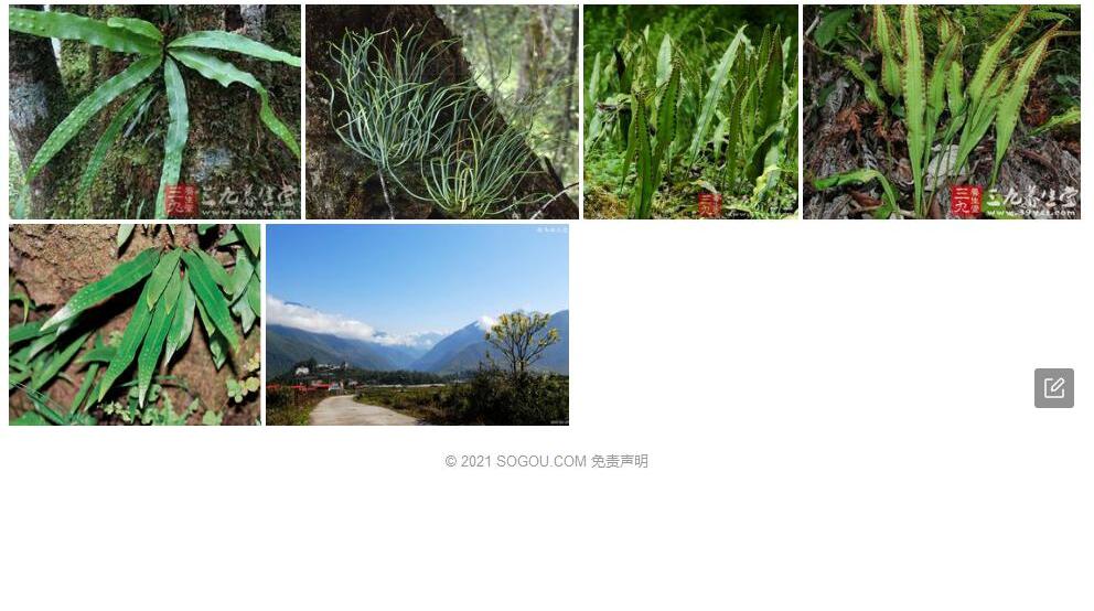 墨脱瓦韦照片和图片/