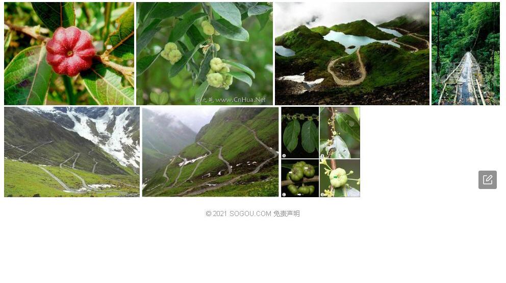 墨脱算盘子照片和图片/