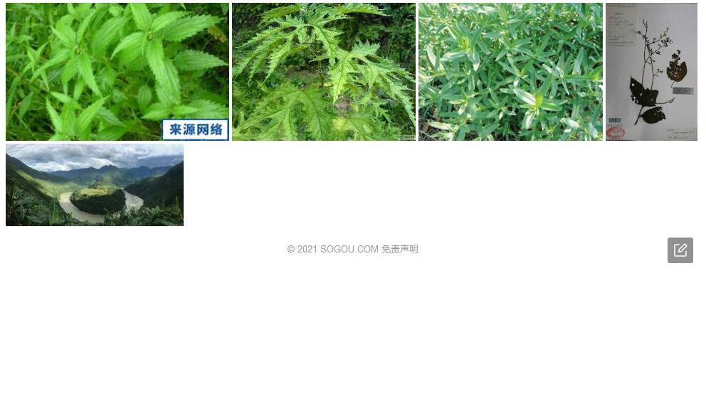 墨脱艾麻照片和图片/