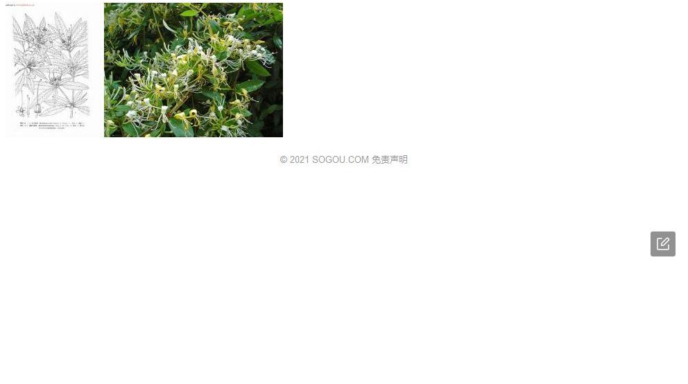 墨脱马银花照片和图片/