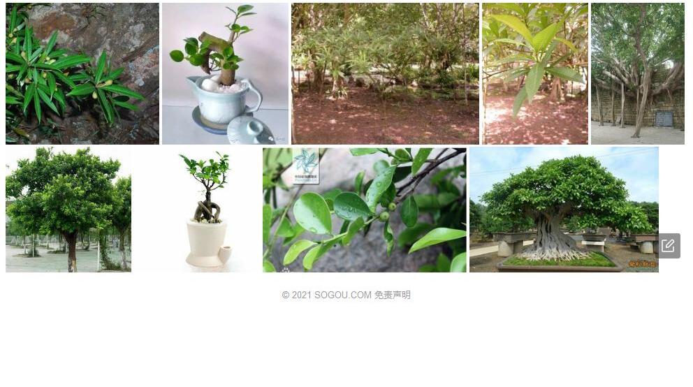 壶托榕照片和图片/