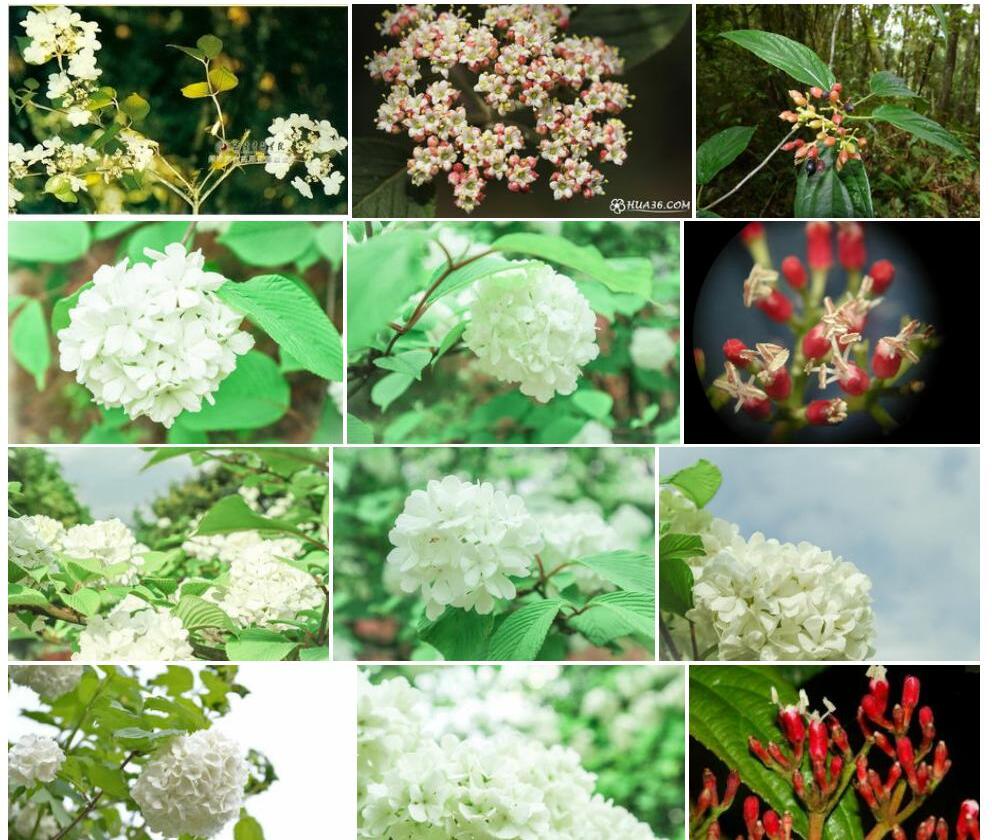 壶花荚蒾照片和图片/