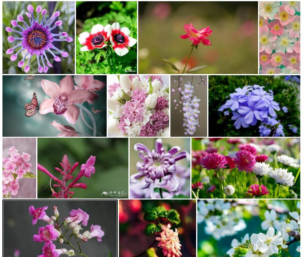 复序美花毛建草照片和图片/