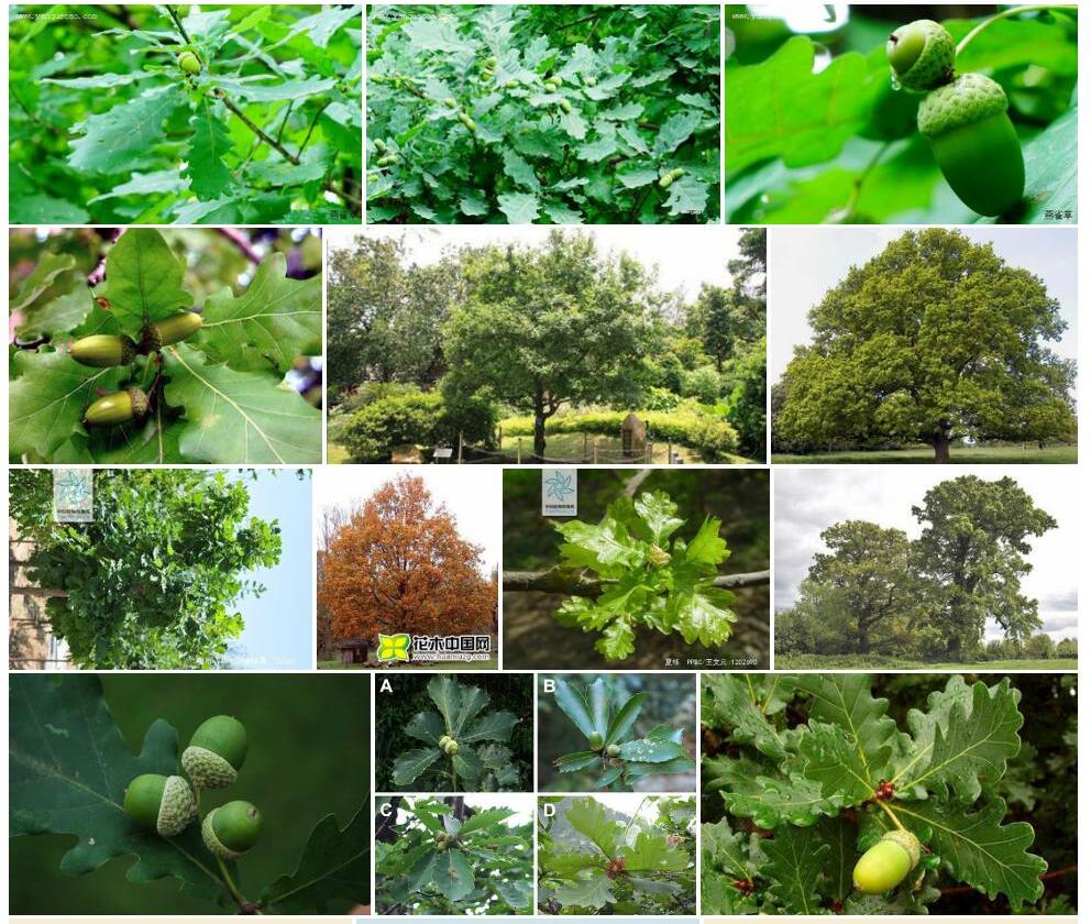 夏栎照片和图片/