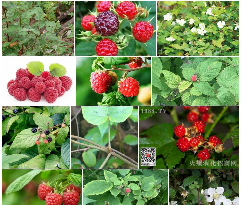 多刺直立悬钩子照片和图片/