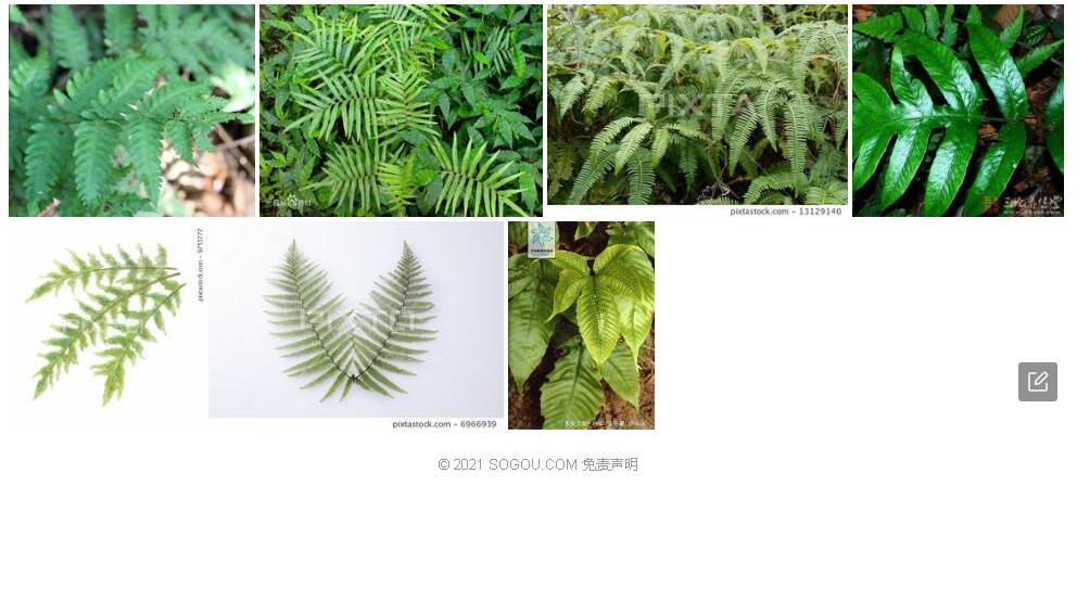 多变叉蕨照片和图片/