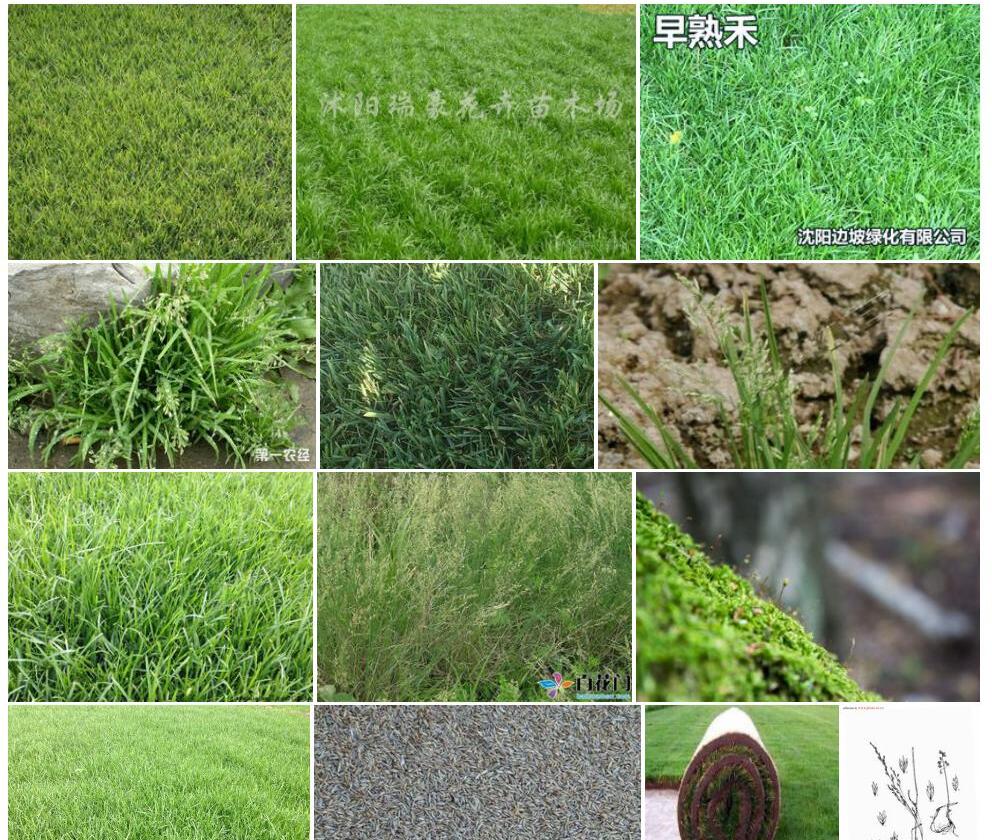 多变早熟禾照片和图片/
